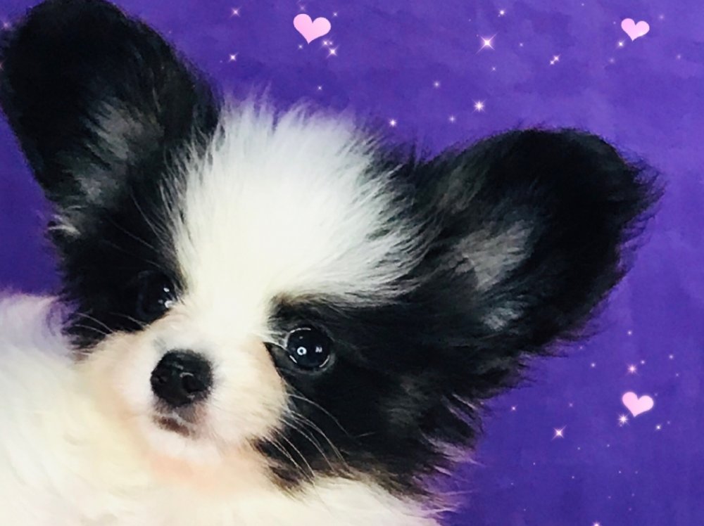 パピヨン子犬